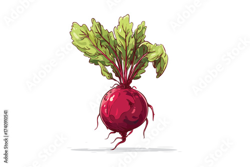 Beetroot fresh red beet ingredient isolated