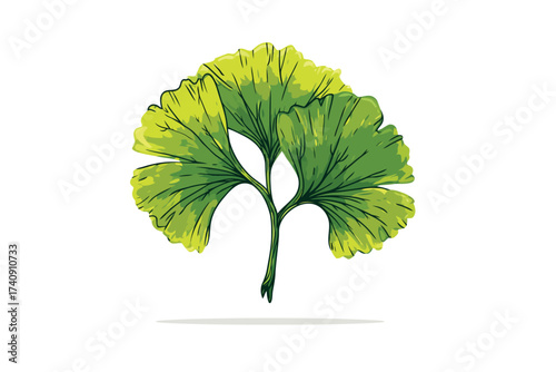 ginkgo green leaf herbal isolated