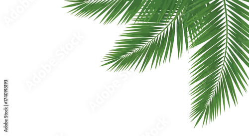 Vector illustration of green palm tree fronds forming a corner design element, isolated on a, evoking a tropical vacation vibe