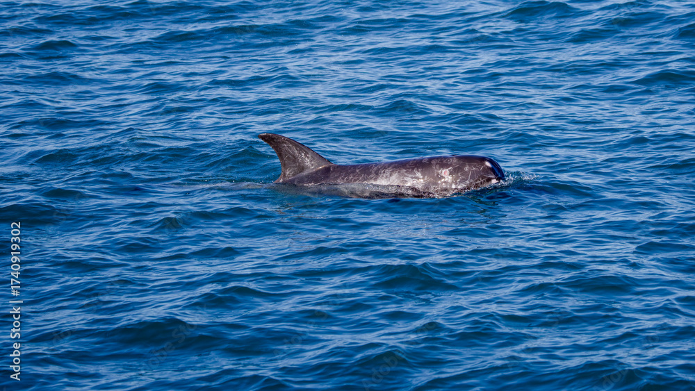 Obraz premium Risso's dolphin