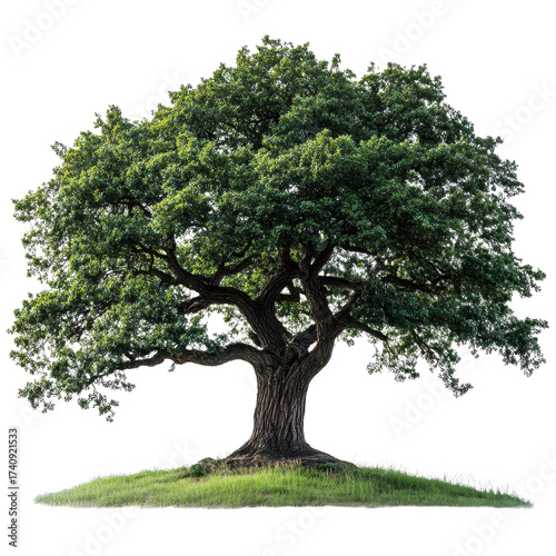 Shagbark Hickory tree isolated on transparent background.