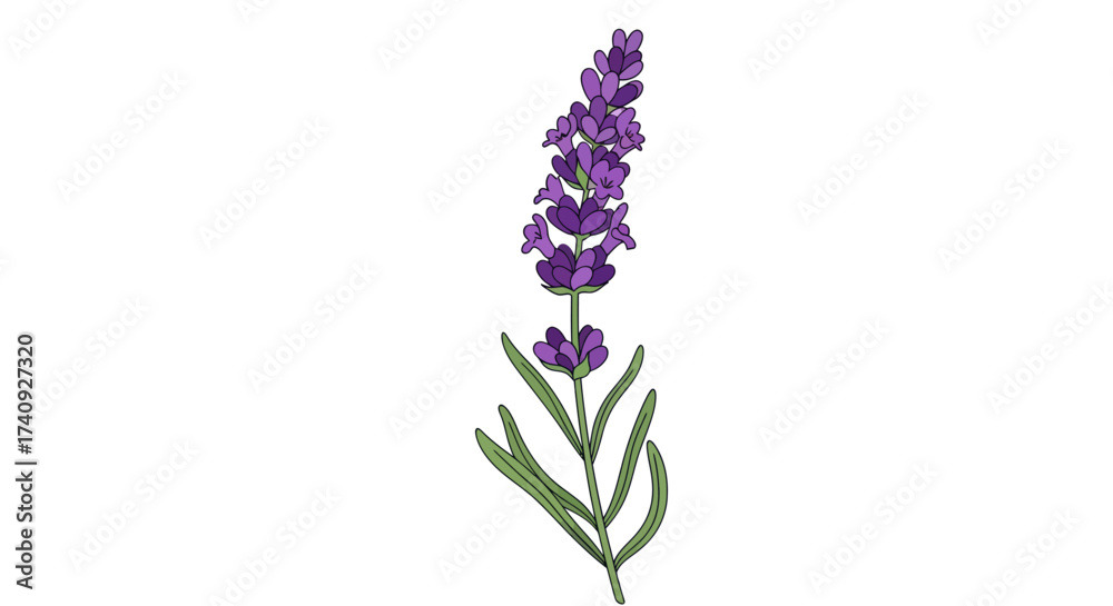 Obraz premium A simple line drawing of a lavender stem with purple flower spikes and green leaves on white background