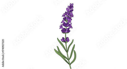 A simple line drawing of a lavender stem with purple flower spikes and green leaves on white background