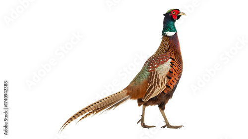Foto male european common pheasant phasianus colchicus isolated on transparent backgr