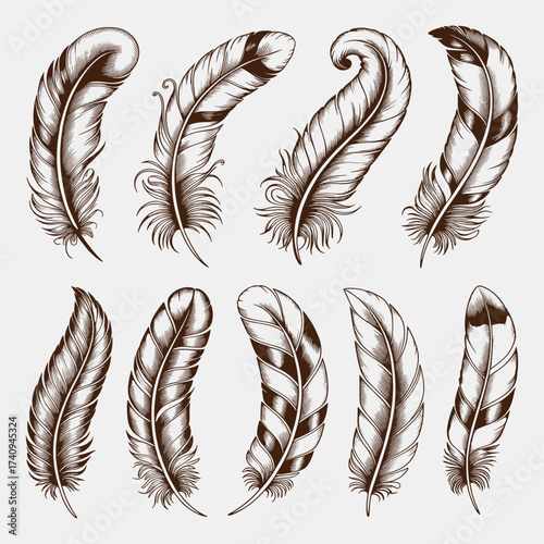 Collection of ten detailed brown ink drawing feathers on a light grey background quill