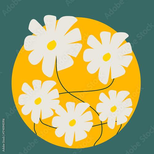 daisy flowers on a white background