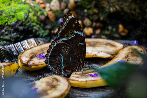 Close-up of a Morpho Helenor