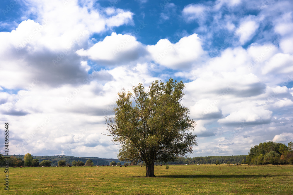 Obraz premium Serene pastures and unique, beautiful trees under a sunny sky on Krćedinska Ada island near Beška, Serbia. A peaceful natural landscape along the Danube River.