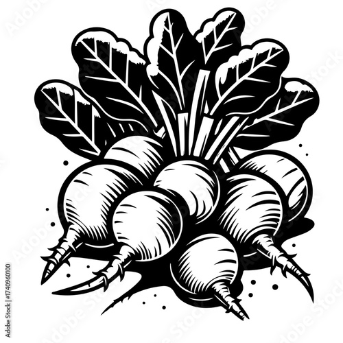 Illustration of a bunch of radishes with leaves in black and white graphic style artwork design