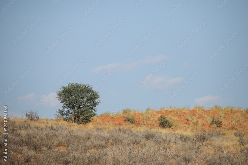 Fototapeta premium Tree growing on the side of a red dune in the Kalahari Desert