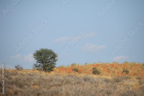 Tree growing on the side of a red dune in the Kalahari Desert
