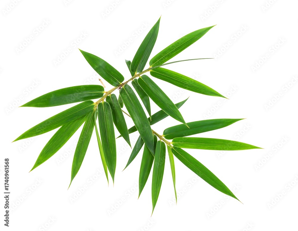 Naklejka premium Close-up of vibrant, green bamboo leaves isolated on a white background