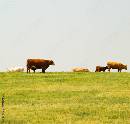 Cows