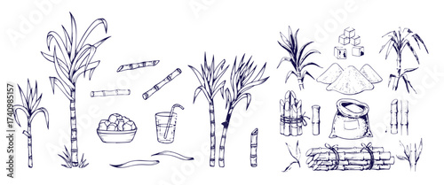 Sugar plant. Agriculture production of sugarcane plantation vector hand drawn collection