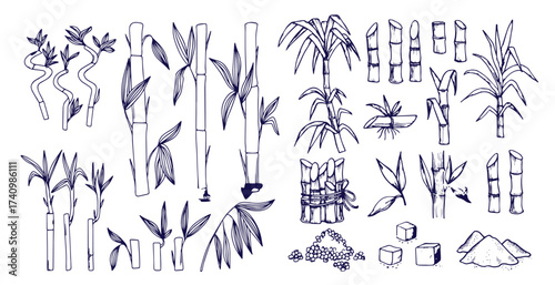 Sugar plant. Agriculture production of sugarcane plantation vector hand drawn collection