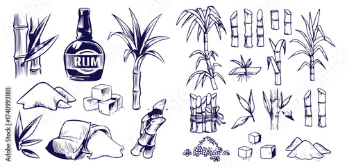 Sugar plant. Agriculture production of sugarcane plantation vector hand drawn collection