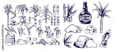 Sugar plant. Agriculture production of sugarcane plantation vector hand drawn collection