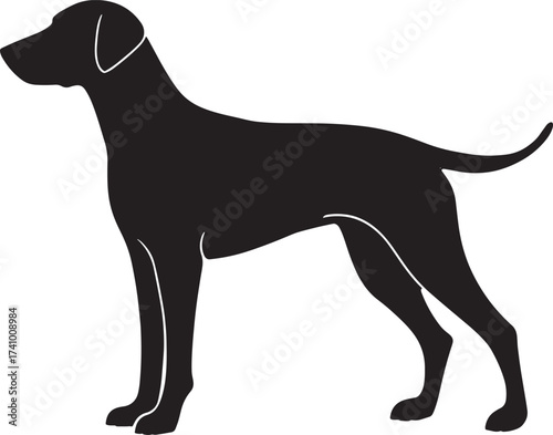 Silhouette of a sleek muscular dog breed standing alert showcasing elegant canine form and silhouette