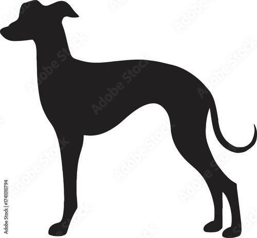 Elegant greyhound silhouette standing profile capturing graceful canine form and breed characteristics