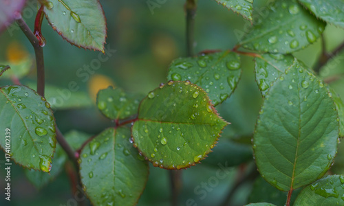 Water droplets on the thorny leaves of a rose