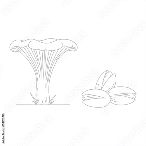 Illustration of pistachios isolated on white background