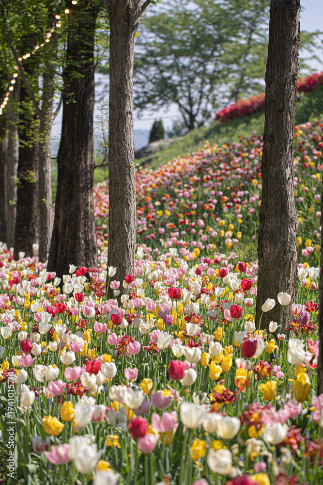 Obraz premium A beautiful view of a tulip field in full bloom.