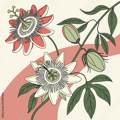 Delicate illustration of two passion flowers in bloom with buds and leaves on a cream background with abstract pink curves