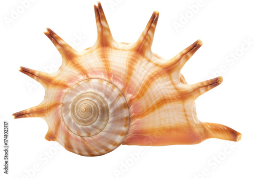 Murex pecten Venus comb isolated on transparent background, spiky seashell with orange stripes for marine life and summer themes