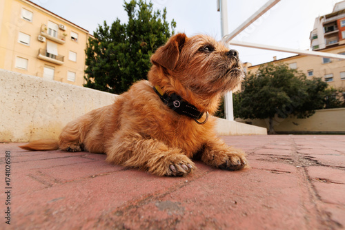 Contrapicado de perro con collar tumbado en el parque público, Alcoy, España
