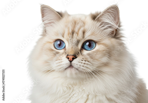 Beautiful Ragdoll cat with striking blue eyes isolated on transparent background, fluffy feline portrait for pet-related designs
