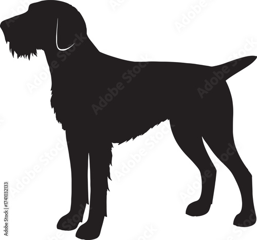 Silhouette of a wirehaired pointing griffon dog breed standing alert and ready