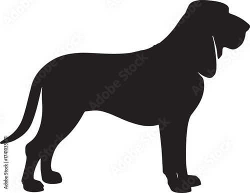 Silhouette of a majestic bloodhound dog breed standing proudly ready for canine companionship