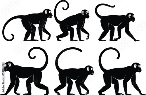 Monkey silhouette vector set, walking and standing poses, curled tail primates, black animal shapes, wildlife illustration for jungle, zoo, nature themes