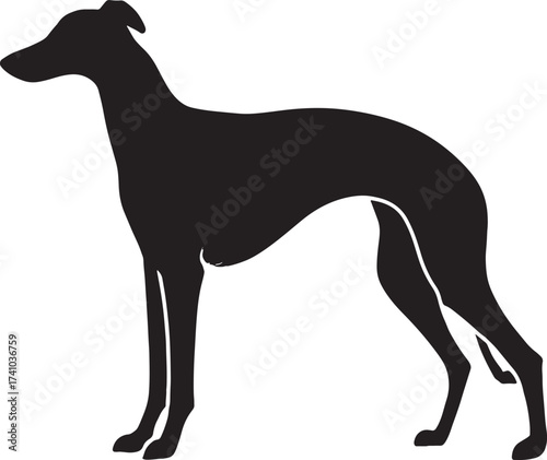 Elegant greyhound silhouette captures graceful athleticism of dog breed