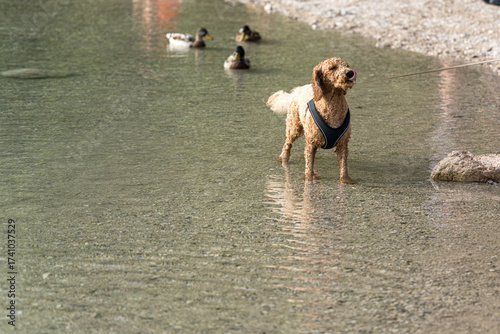 Εκτύπωση καμβά Dog enjoys playing in shallow water with ducks by the lakeshore in a sunny setti