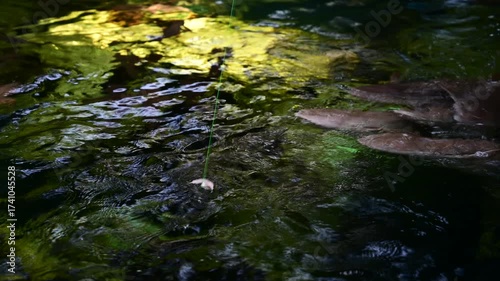 Sharks swim on the water surface.
