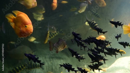 fish at aquarium, under water, animals

