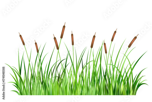 Grass reed on swamp and lake. Vector long cattails on wetland isolated on white background. Bulrush thicket cartoon illustration. Green wild aquatic coastal foliage