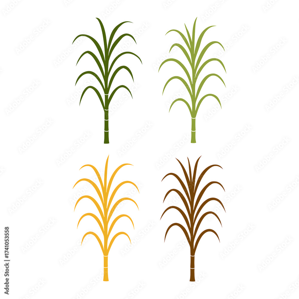 Obraz premium A creative set of four sugarcane plant silhouettes displayed in different natural color tones — green, light green, yellow, and brown arranged neatly on a white background.