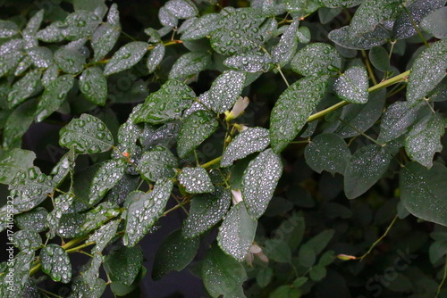 水滴のついたハギの葉