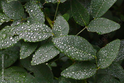 水滴のついたハギの葉