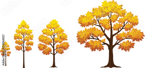 Autumn trees growth stages, deciduous tree illustration, seasonal foliage design, yellow orange leaves, nature concept, vector plants, outdoor environment, educational asset