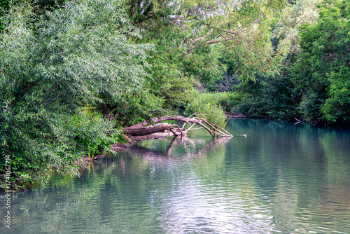 Cauce del río cruzando el bosque