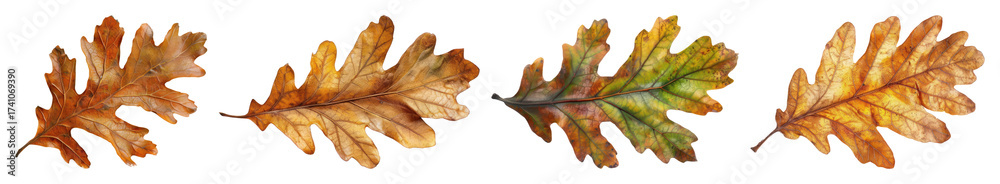 Obraz premium PNG Autumn oak leaves collection illustration, element set on transparent background