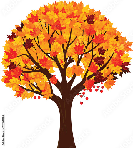 Autumn maple tree with red berries and vibrant fall leaves