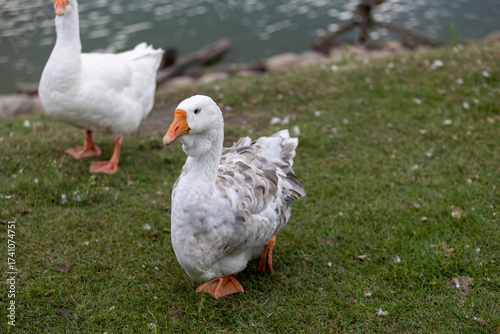 a white-feathered goose while grazing on the green grass in the park, white and gray plumage of a domestic goose on the green grass in summer during cloudy weather