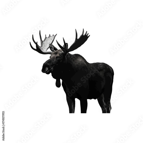 Majestic moose standing proudly with antlers raised natural wildlife animal portrait isolated on white background