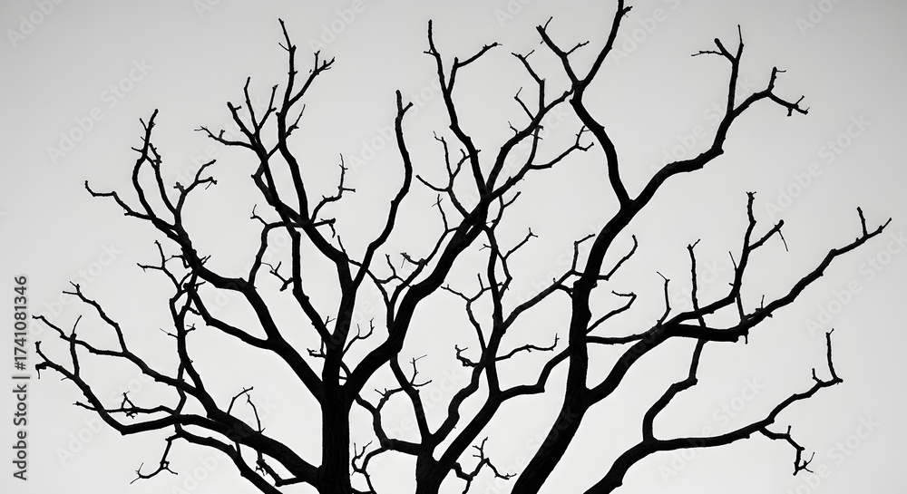 Obraz premium Silhouette of a bare tree branches against a white background, isolated on white background