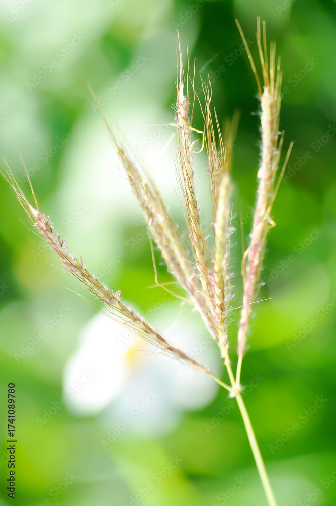 Fototapeta premium Bothriochloa ischaemum, Ischaemum rugosum or Paspalum distichum or Yellow bluestem or Echinochloa crus galli or weed