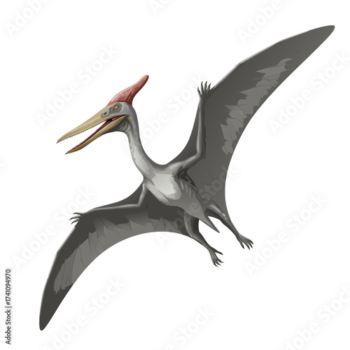 Pteranodon flying with open wings against a white background  